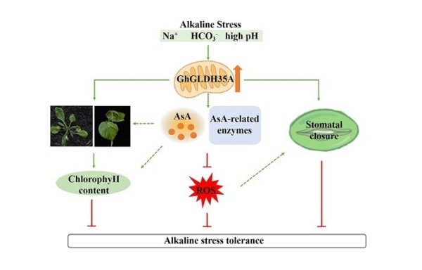 领域国际 研究发现抗坏血酸合成基因能提高棉花耐碱性