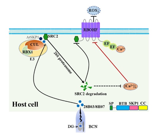 乐配资 分泌“间谍蛋白”！植物线虫以此来破坏宿主免疫系统